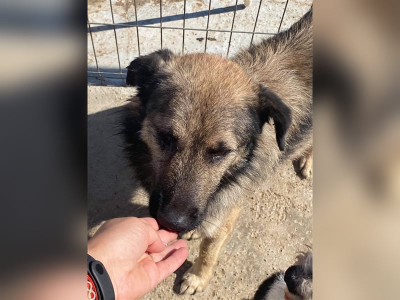 Der sanfte einäugige Papito sucht ein Zuhause oder eine Pflegestelle!