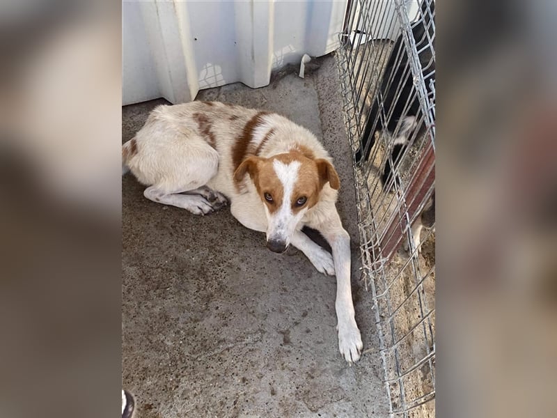 Der liebe Sepperl sucht ein Zuhause oder eine Pflegestelle!