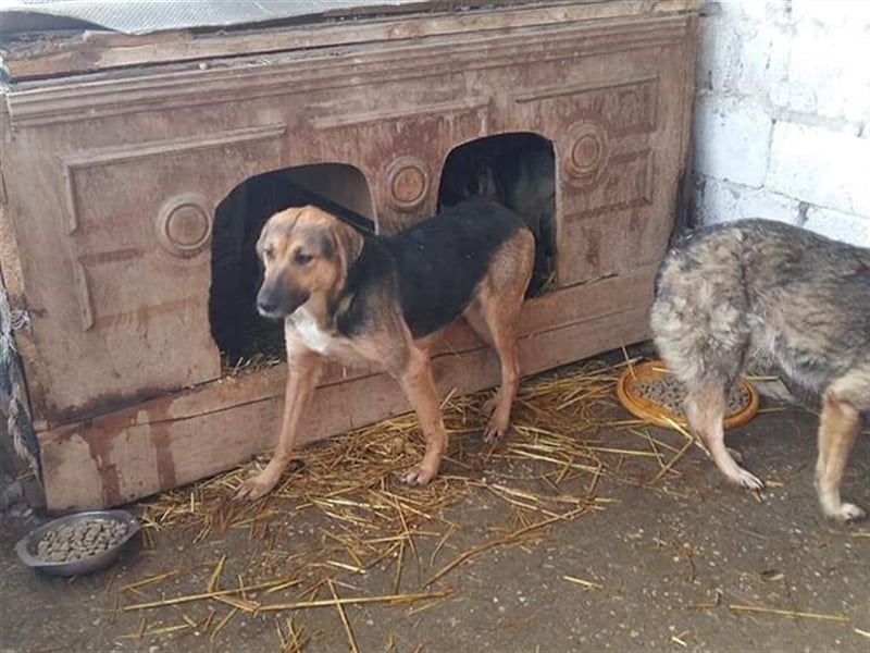 Die freundliche Holly sucht ein Zuhause oder eine Pflegestelle!