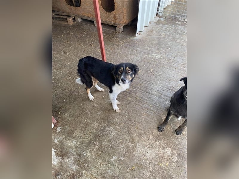 Prinzessin Maxima sucht ein Zuhause  