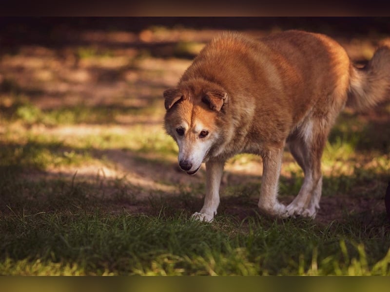 GEORGE SUCHT IN 32825 BLOMBERG (NRW) SEIN ZUHAUSE