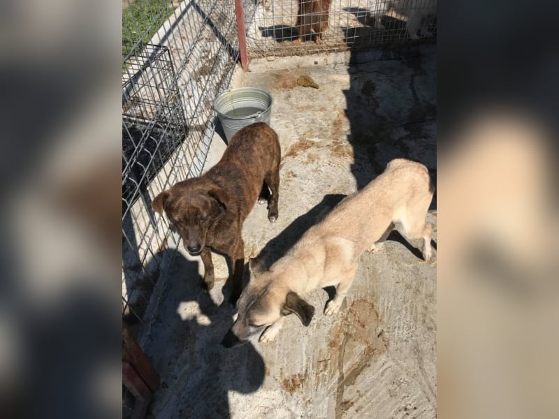 Der scheue Brownie sucht ein Zuhause oder eine Pflegestelle!