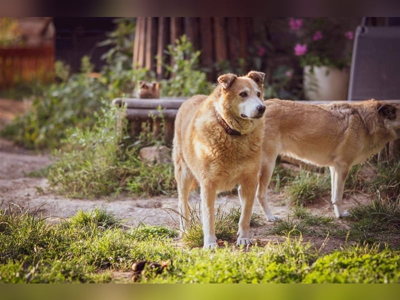 GEORGE SUCHT IN 32825 BLOMBERG (NRW) SEIN ZUHAUSE