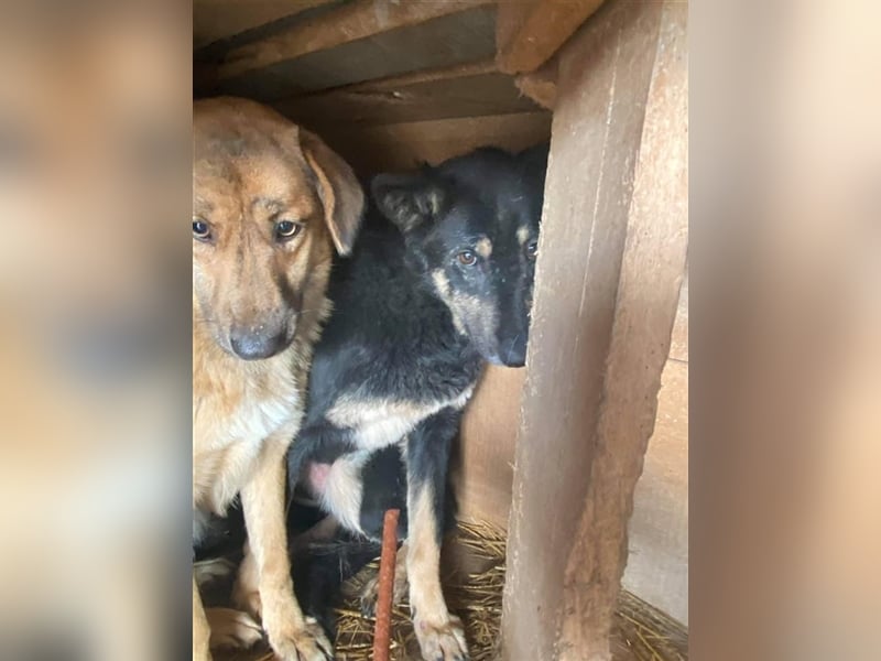 Ängstliche Kira sucht ein Zuhause  