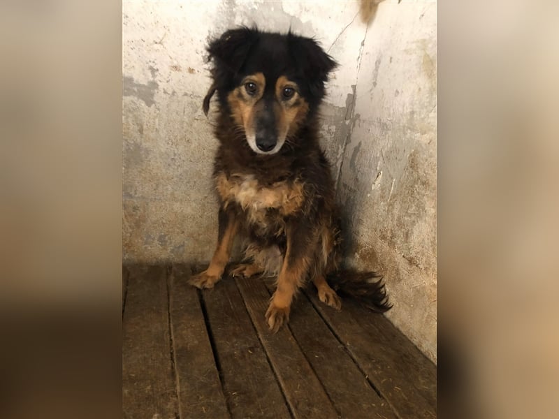 Die zurückhaltende Miranda sucht ein Zuhause oder eine Pflegestelle!