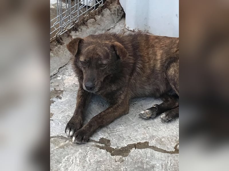 Der scheue Brownie sucht ein Zuhause oder eine Pflegestelle!