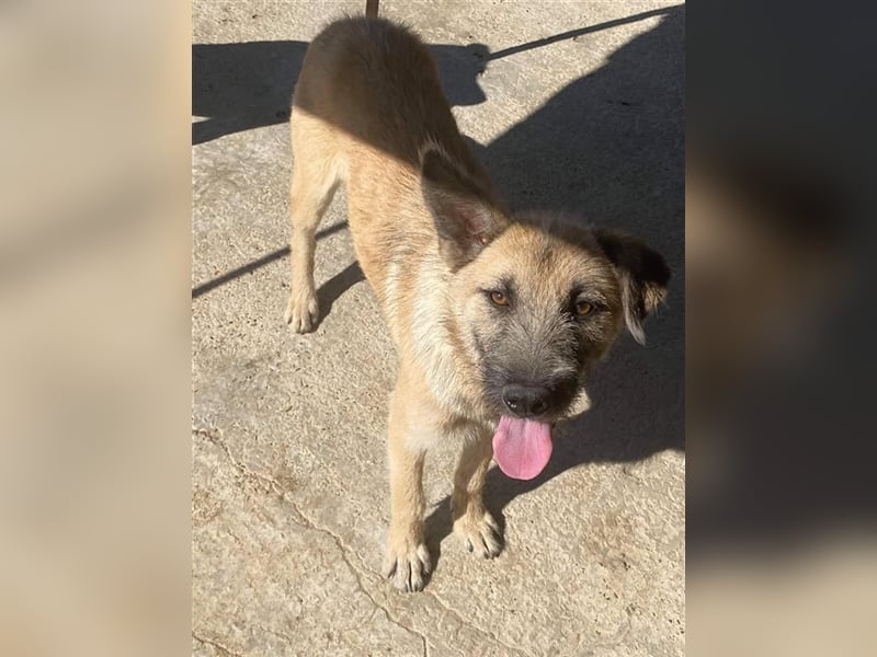 Der freundliche Laxi sucht ein Zuhause oder eine Pflegestelle!