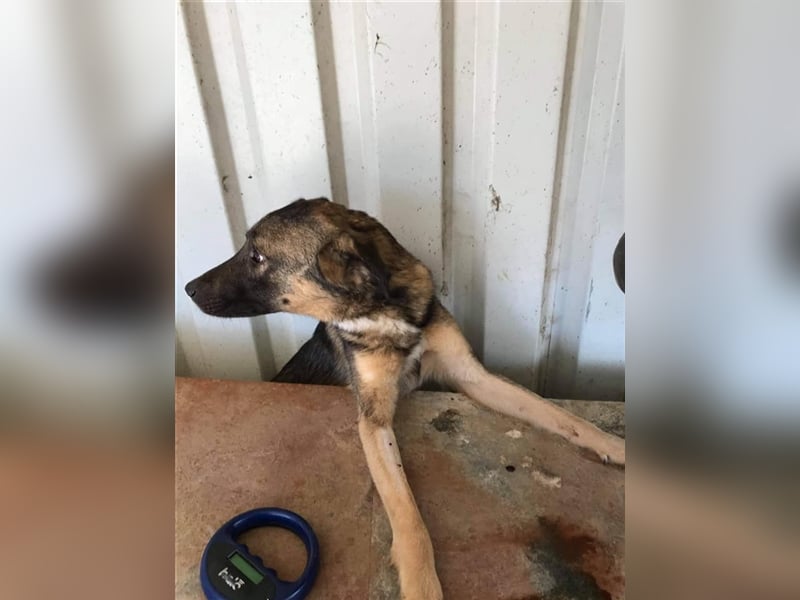 Die freundliche Sam sucht ein Zuhause oder eine Pflegestelle!