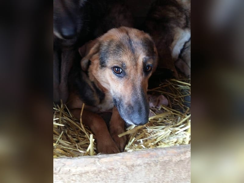 Die freundliche Holly sucht ein Zuhause oder eine Pflegestelle!