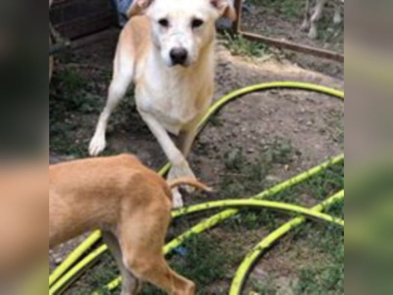 Die traurige Mave sucht ein Zuhause oder eine Pflegestelle!