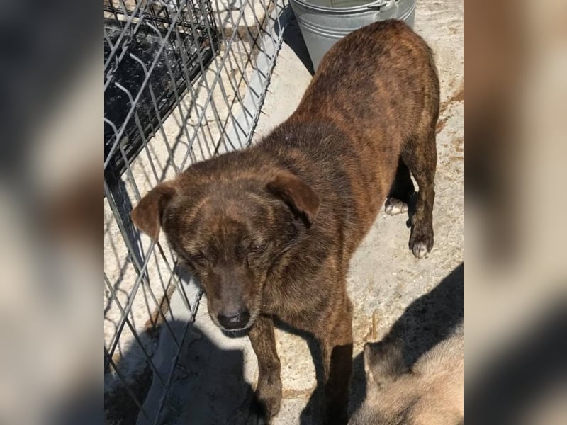 Der scheue Brownie sucht ein Zuhause oder eine Pflegestelle!