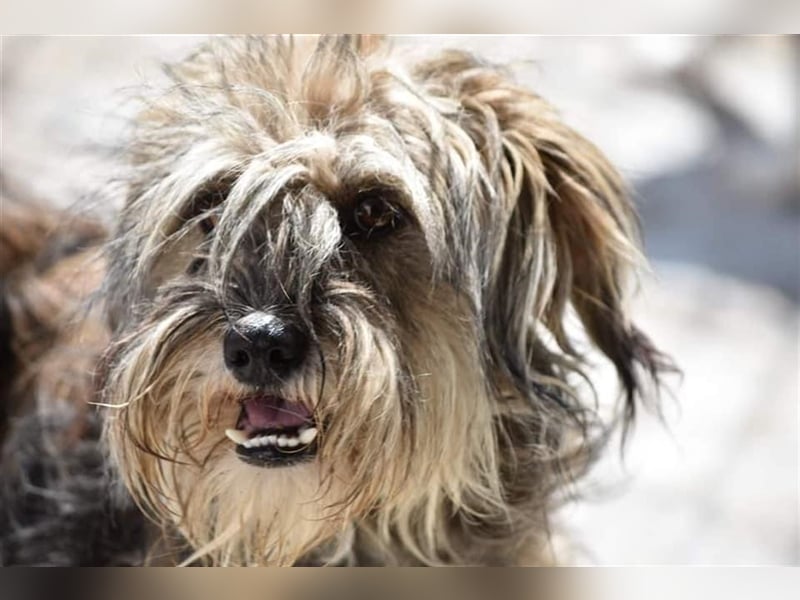 Wuscheliger Winston sucht Zuhause  