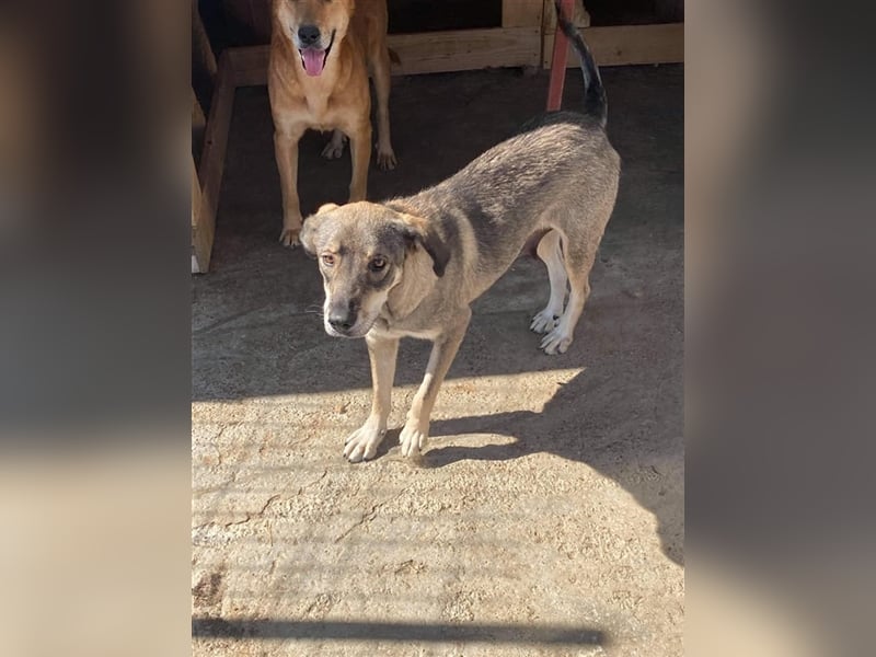 Die lebensfrohe Ronja sucht ein Zuhause oder eine Pflegestelle!