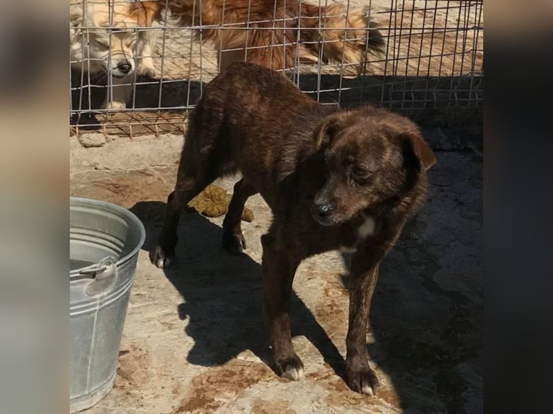 Der scheue Brownie sucht ein Zuhause oder eine Pflegestelle!