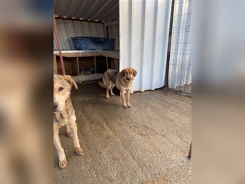 Hübsche Chiara sucht ein Zuhause   