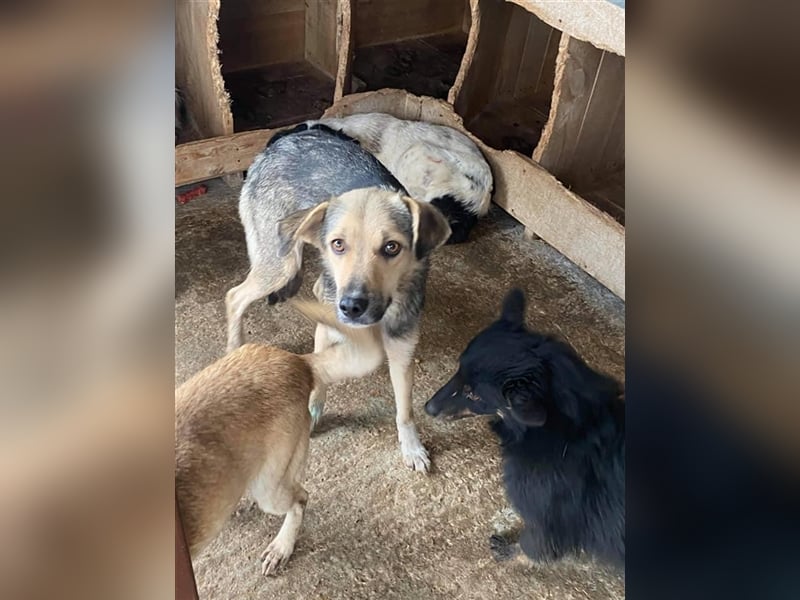 Schüchterne Loki sucht Zuhause  