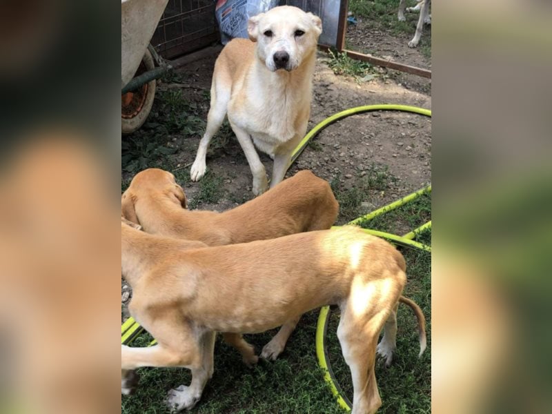 Die traurige Mave sucht ein Zuhause oder eine Pflegestelle!