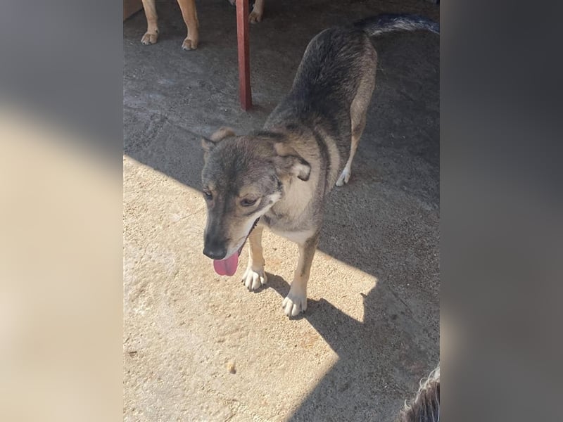 Die lebensfrohe Ronja sucht ein Zuhause oder eine Pflegestelle!