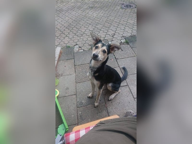 Sportliche Hündin Nelly sucht Zuhause  