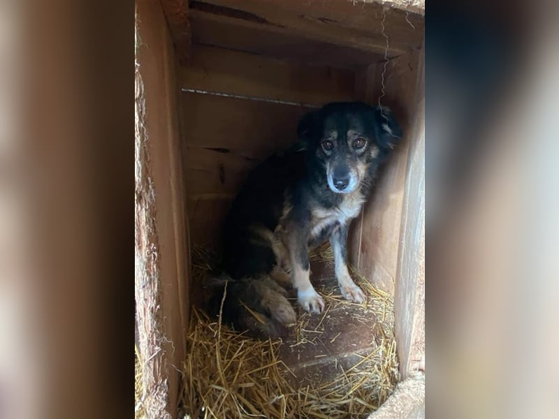Hübscher Rike sucht Zuhause  