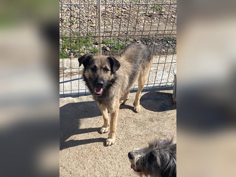 Der sanfte einäugige Papito sucht ein Zuhause oder eine Pflegestelle!