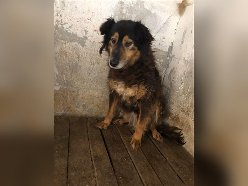 Die zurückhaltende Miranda sucht ein Zuhause oder eine Pflegestelle!