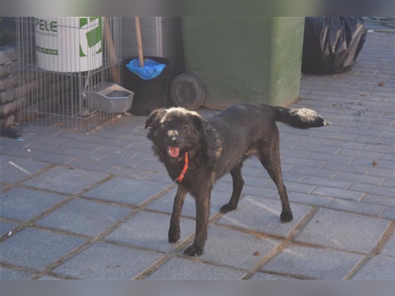 Die wunderschöne Bambi sucht ein Zuhause oder eine Pflegestelle!