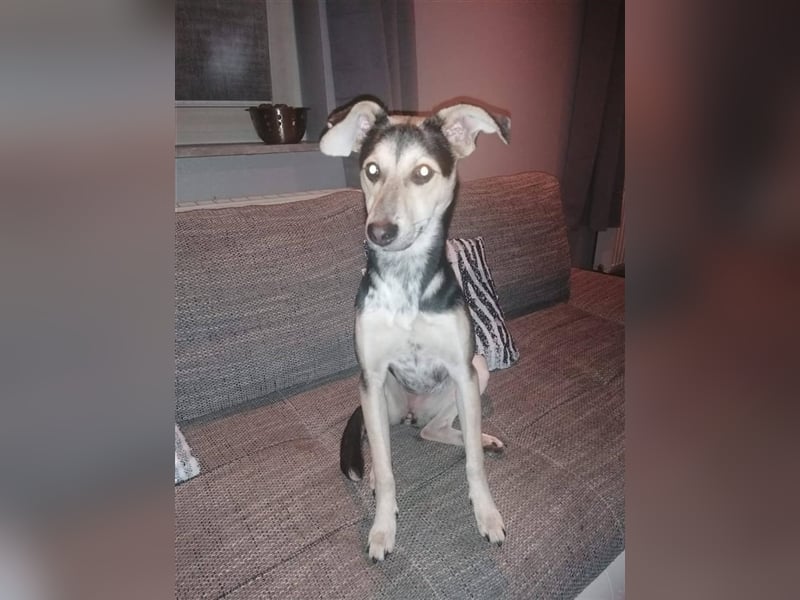 Sportliche Hündin Nelly sucht Zuhause  