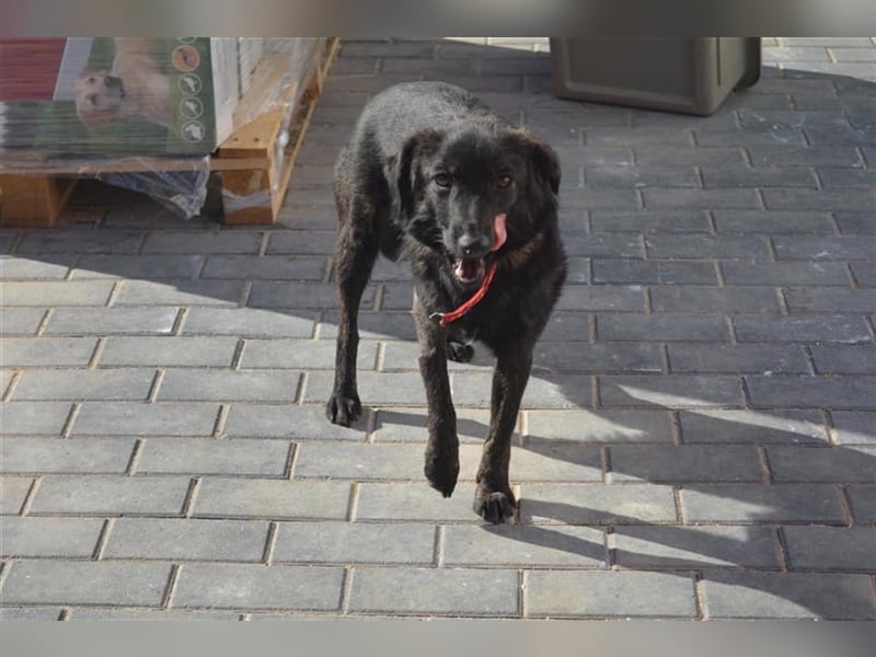 Die wunderschöne Bambi sucht ein Zuhause oder eine Pflegestelle!