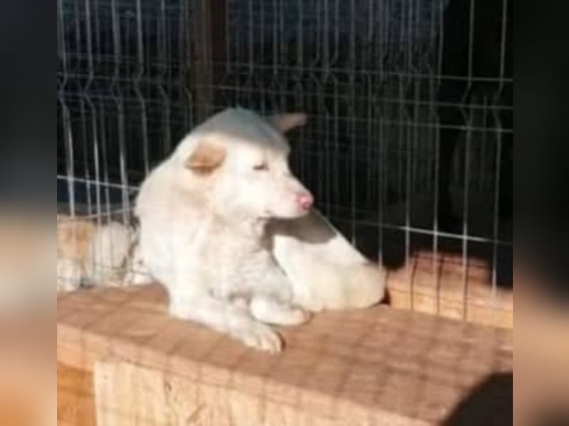 Scheuer Aves sucht ein Zuhause oder eine Pflegestelle!