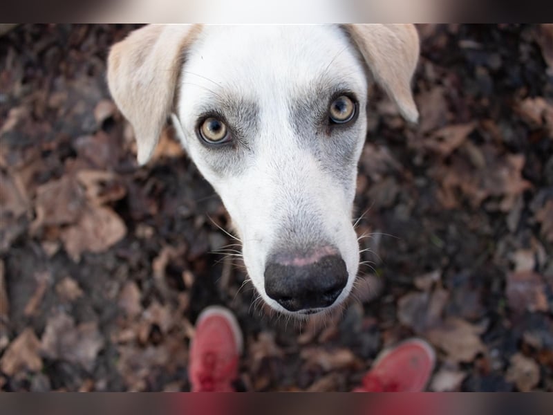 Wundervolle Hündin sucht ein zu Hause