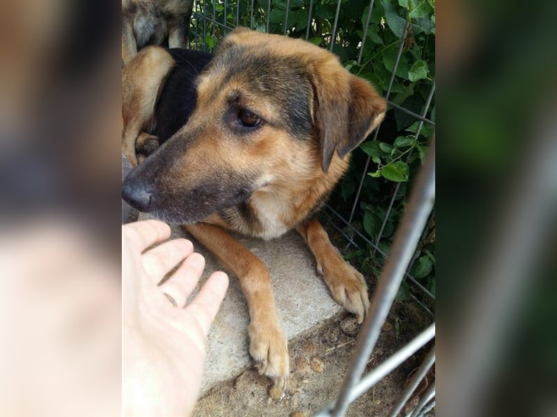 Die freundliche Holly sucht ein Zuhause oder eine Pflegestelle!