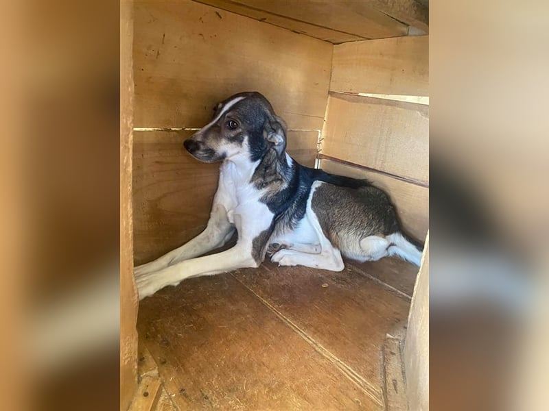 Die schüchterne Jill sucht ein Zuhause oder eine Pflegestelle!