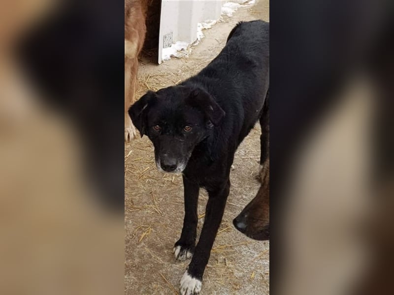 Der ängstliche Sherlock sucht ein Zuhause oder eine Pflegestelle!