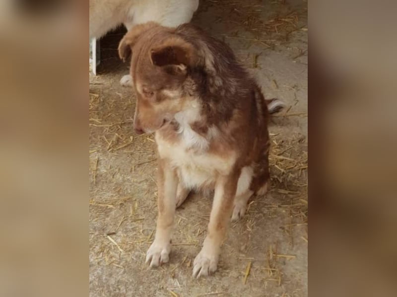 Vorsichtige Emma sucht ein Zuhause oder eine Pflegestelle!