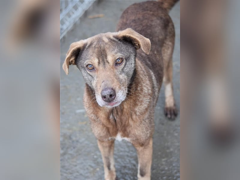 Mila wartet schon lange auf ein Zuhause  