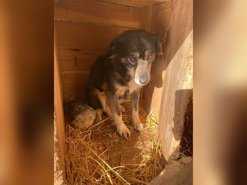 Hübscher Rike sucht Zuhause  