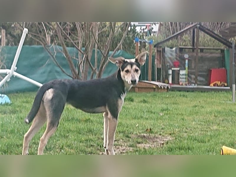 Sportliche Hündin Nelly sucht Zuhause  