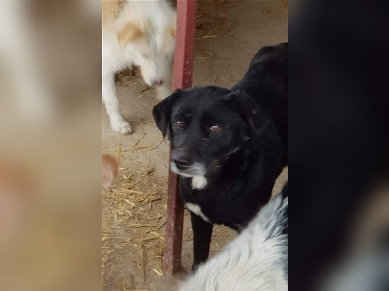 Der ängstliche Sherlock sucht ein Zuhause oder eine Pflegestelle!