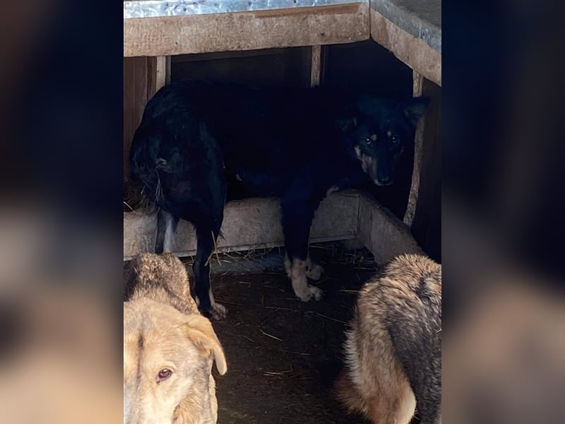 Ängstliche Kira sucht ein Zuhause  