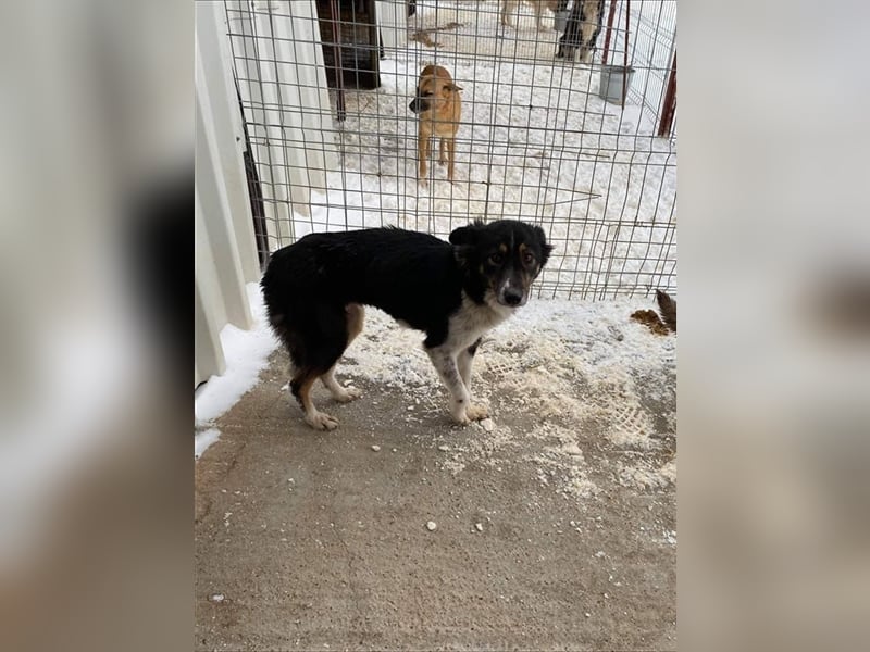 Prinzessin Maxima sucht ein Zuhause  