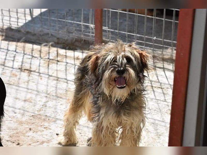 Wuscheliger Winston sucht Zuhause  