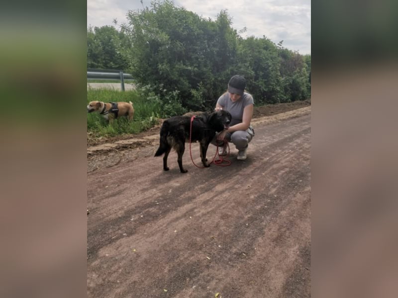 Perro sucht in 67806 Rockenhausen(RLP) sein Zuhause