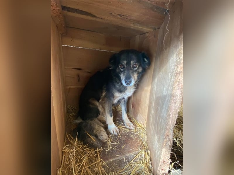 Hübscher Rike sucht Zuhause  