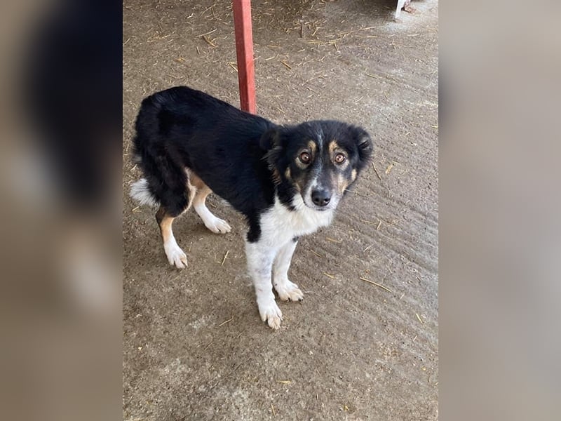 Prinzessin Maxima sucht ein Zuhause  