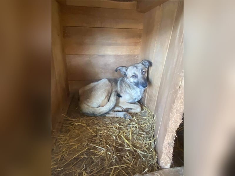 Hailey sucht ein Zuhause  