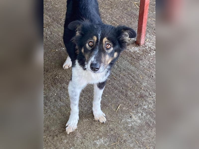 Prinzessin Maxima sucht ein Zuhause  