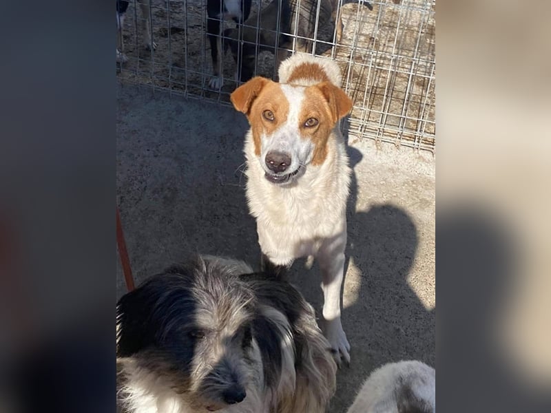 Der liebe Sepperl sucht ein Zuhause oder eine Pflegestelle!