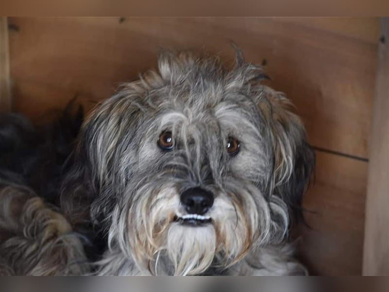 Wuscheliger Winston sucht Zuhause  