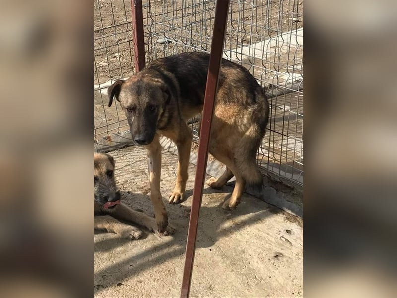 Die freundliche Sam sucht ein Zuhause oder eine Pflegestelle!